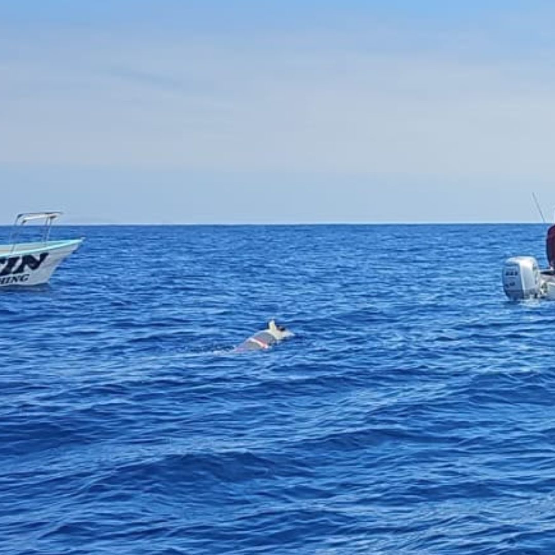 Marina Recupera Torpedo de Prácticas Frente a Costas de Ensenada, Baja California